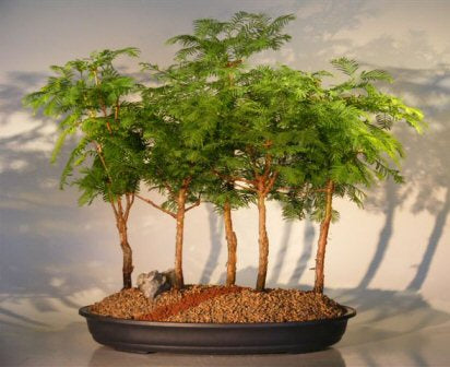 Redwood Bonsai Tree - 5 (Five) Tree Forest Group (metasequoia