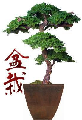 Monterey Juniper 6 Feet Tall Kage Style Preserved Bonsai Tree