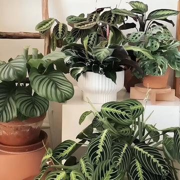 Plants Help Make Your House More Beautiful