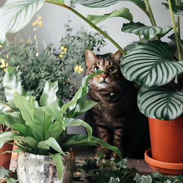 How To Get New Leaves on Ficus Lyrata