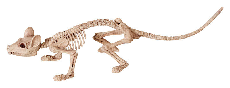 Seasons 9433798 Assortment of Animal Skeletons Halloween Decoration  B