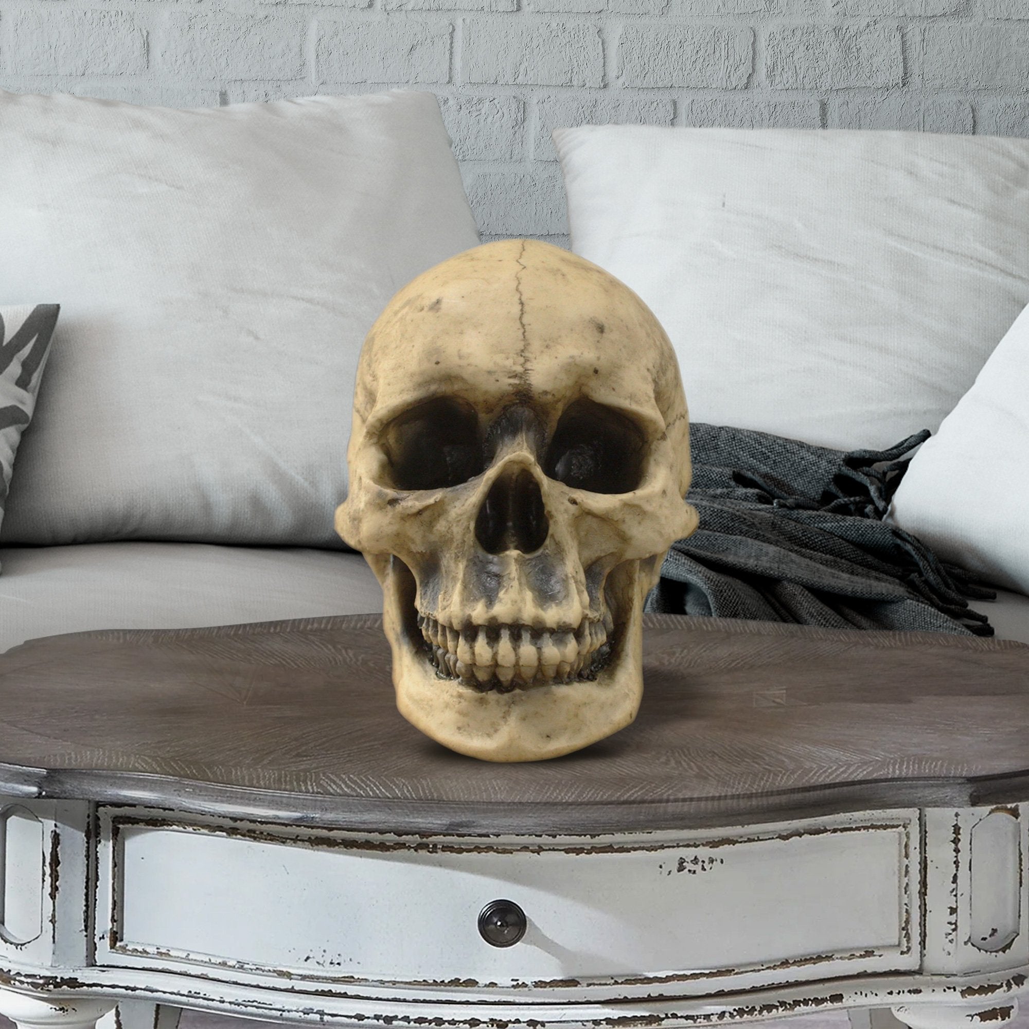 Lifesize Human Skull, 8.5"