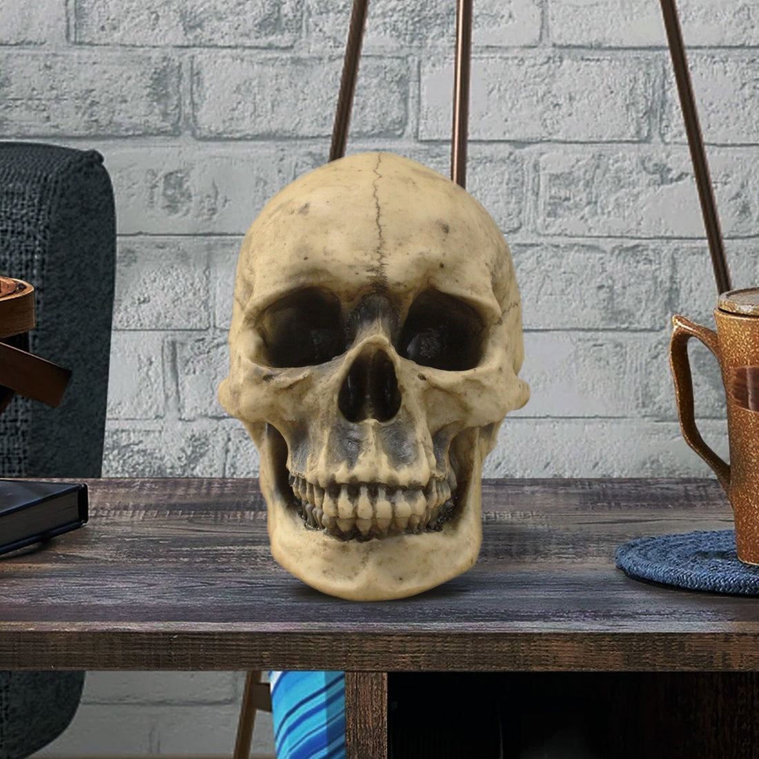 Lifesize Human Skull, 8.5"